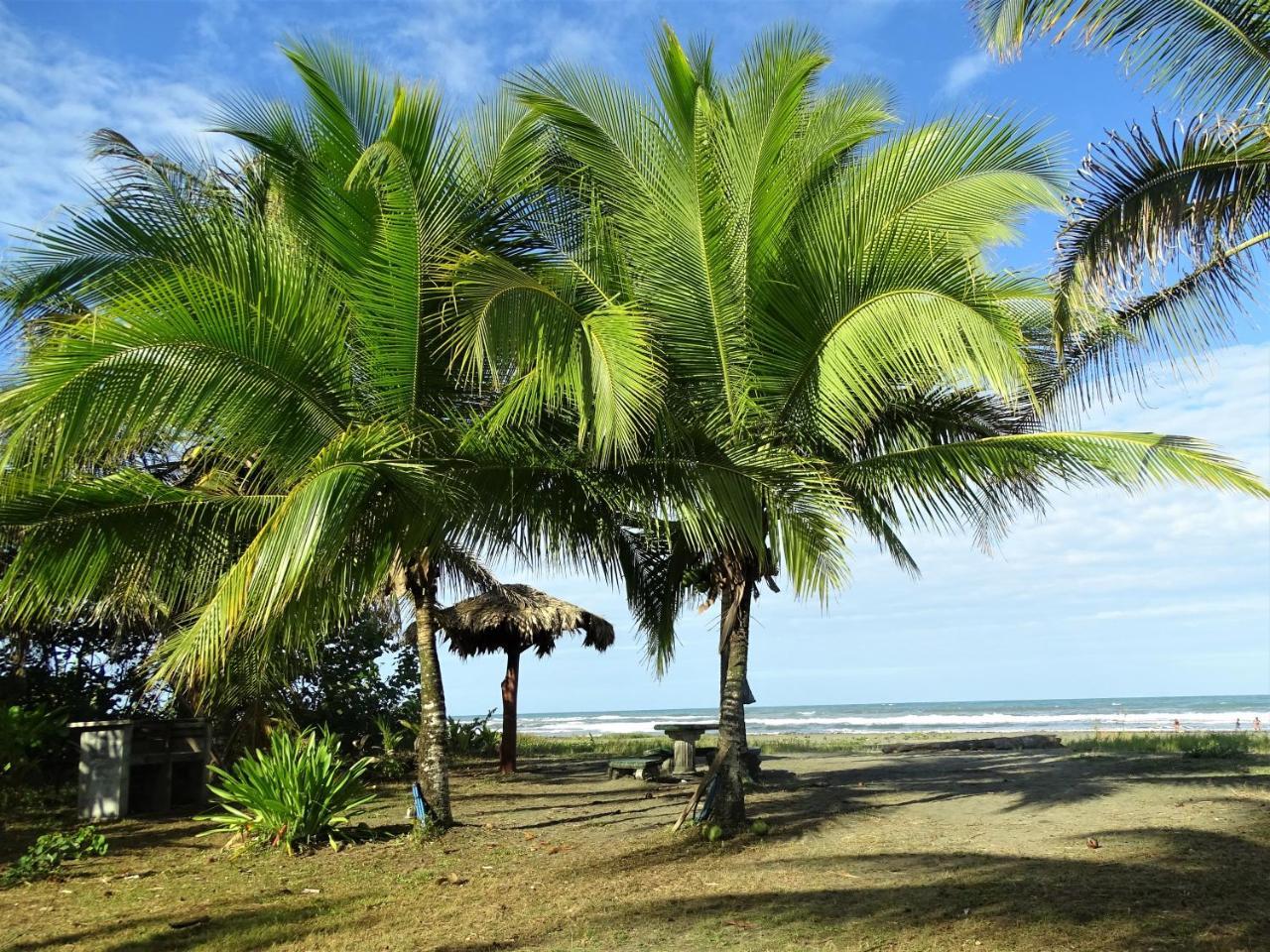 Hotel Caribbean Coconut Кахуита Екстериор снимка